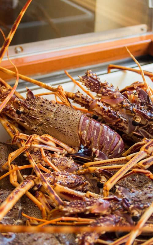 Crudo di mare Viareggio – aragoste vive in vetrina
